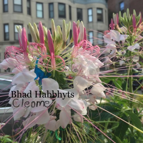 Cleome