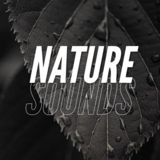 Nature Sounds