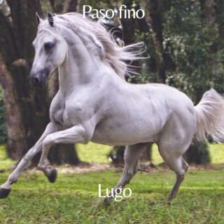 Paso fino