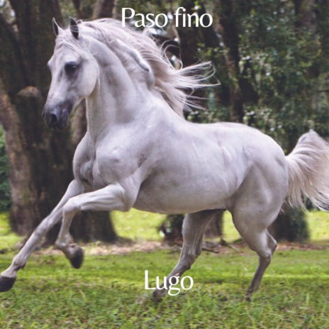 Paso fino | Boomplay Music