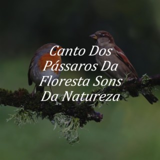 Canto Dos Pássaros Da Floresta Sons Da Natureza - Sons Relaxantes De Pássaros Para Dormir e Acalmar Pássaros Cantando ambiente