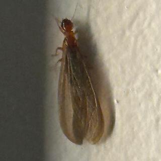 Termite