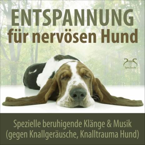 Virtuelles Gassi gehen 8: Naturgeräusche und sanfte Musik (gegen Knalltrauma Hund) ft. Hunde Musik TA & Hunde Liebhaber TA | Boomplay Music