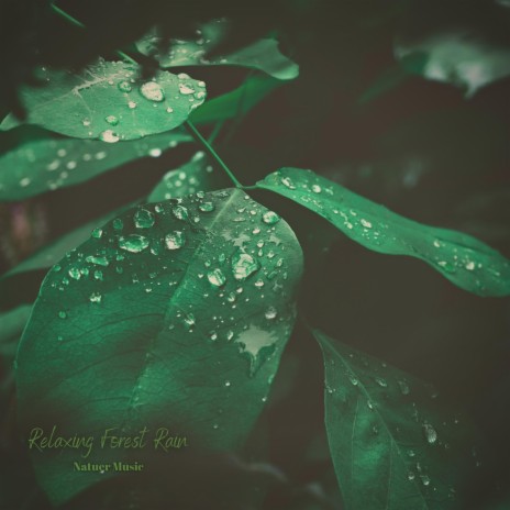Mind Relaxing Rain | Boomplay Music