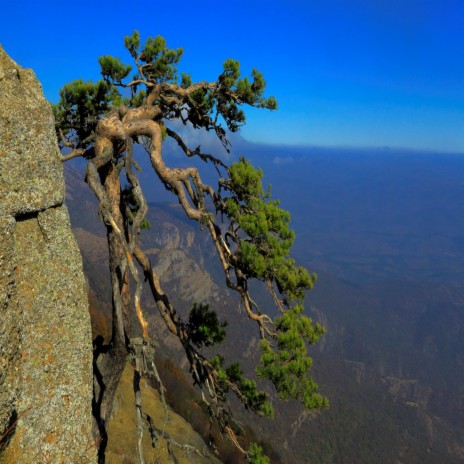 And Trees Grow on the Rocks | Boomplay Music