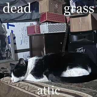 dead grass