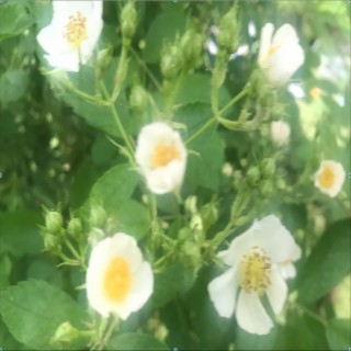 Tiny Yellow Roses