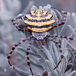 ARACHNAPHOBIA