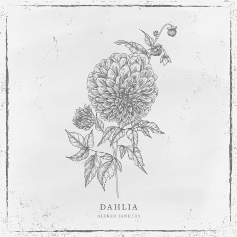 Dahlia | Boomplay Music