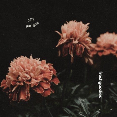 Marigold | Boomplay Music