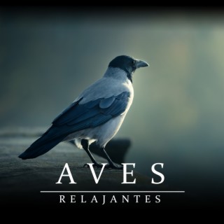 Aves Relajantes