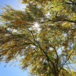 Sunlight through Palo Verde Branches