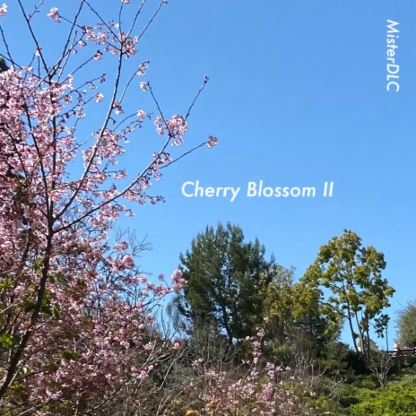 Cherry Blossom 2 | Boomplay Music