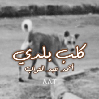 كلب بلدي