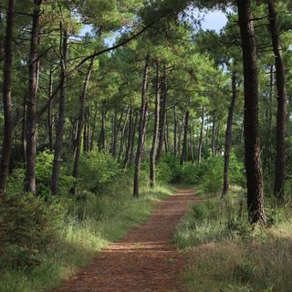 Evergreen Forest