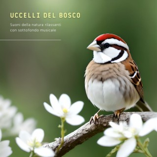 Uccelli del bosco: Suoni della natura rilassanti con sottofondo musicale