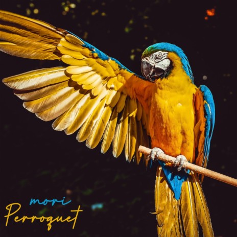 PERROQUET | Boomplay Music