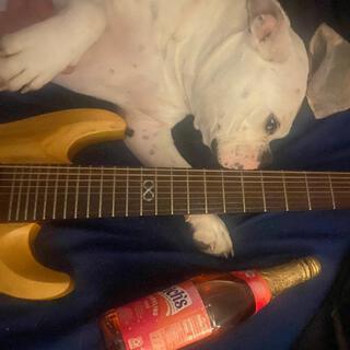 Rock 'n' Roll Dog