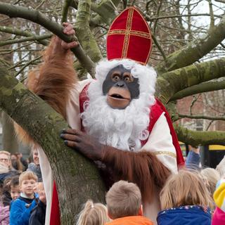 Sinterklaas is een aap! | Sinterklaasliedjes!