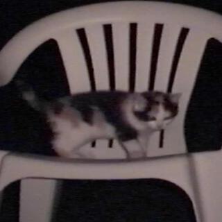 Kittens, Lawn Chair