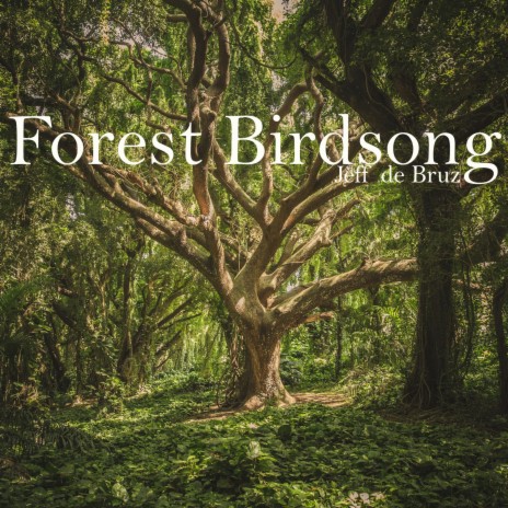 Forest Birdsong | Boomplay Music