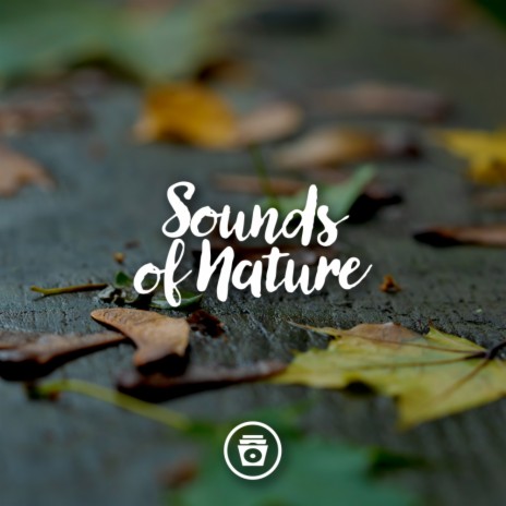 Rain Forests | Boomplay Music