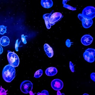 Jellyfishies