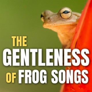 The Gentleness of Frog Songs