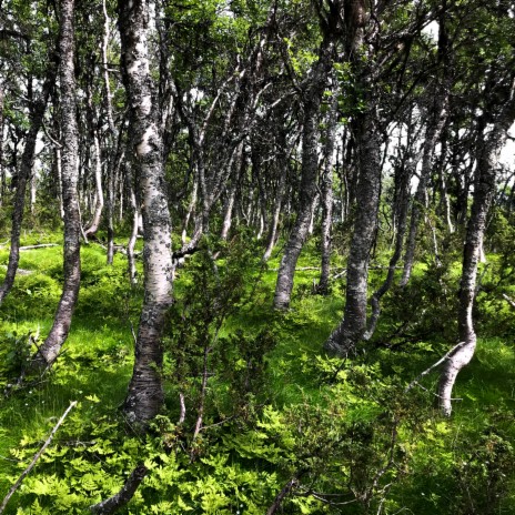 Nothing Takes Down Trees Faster Than Humans | Boomplay Music