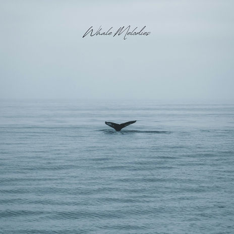 A Song From a Whale | Boomplay Music