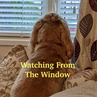 Watching From The Window