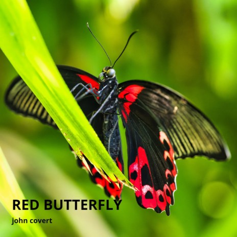 Red Butterfly | Boomplay Music