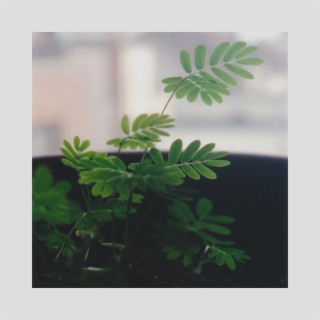 Music for Mimosa Pudica & Codariocalyx