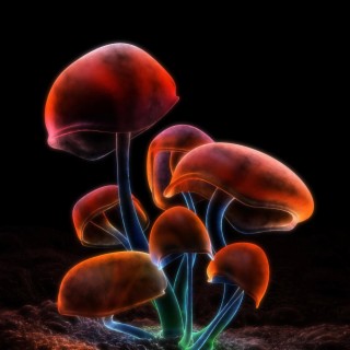 MUSHROOM FANTASY