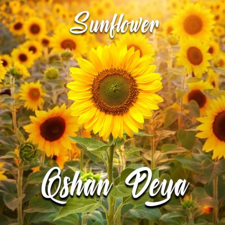 SunFlower - Qshan Deya'