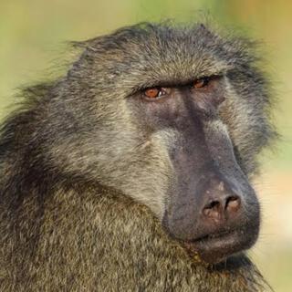 BABOON