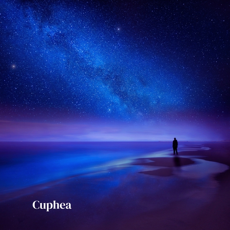 Cuphea | Boomplay Music