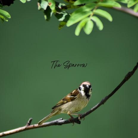 The Sparrow | Boomplay Music