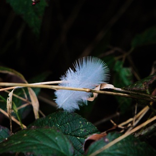 Feather