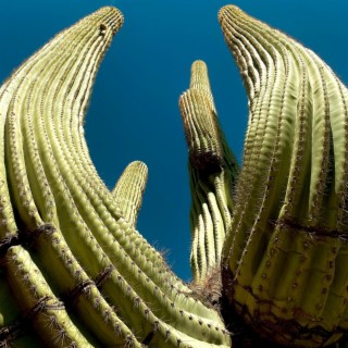 CUMBIA DE CACTI