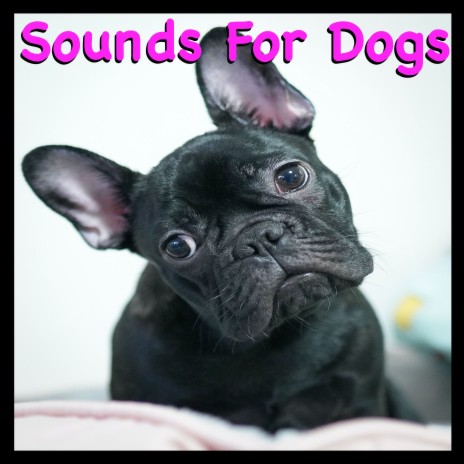 Bird Sounds Like A Crazy Dog - Diggity Dog Pet Music MP3 download | Bird  Sounds Like A Crazy Dog - Diggity Dog Pet Music Lyrics | Boomplay Music