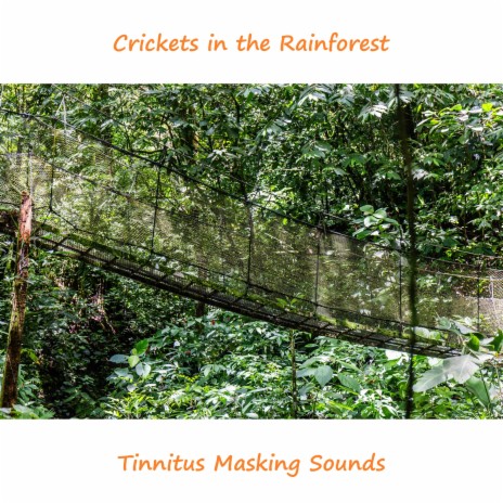Crickets in the Rainforest | Boomplay Music