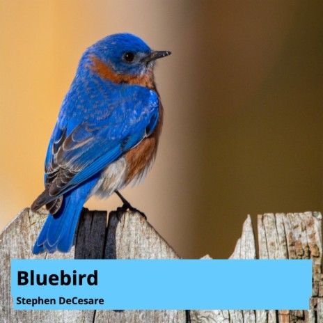 Bluebird | Boomplay Music