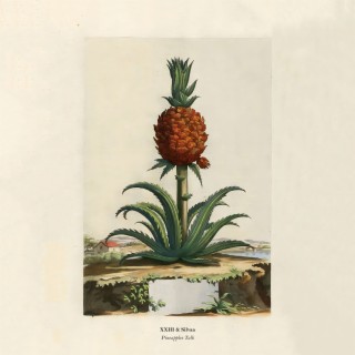Pineapples Talk