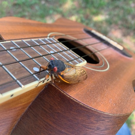 Cicada | Boomplay Music