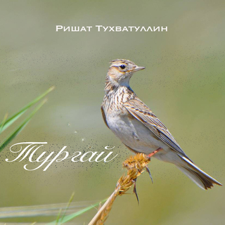 Тургай