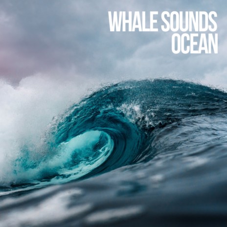 Whale & Rain Sounds (Original Mix) | Boomplay Music