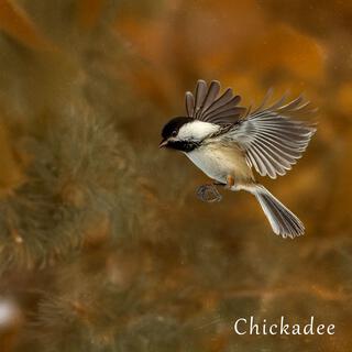 Chickadee