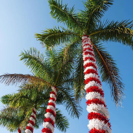 Palm Tree Christmas | Boomplay Music