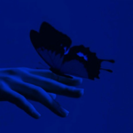 blue butterfly